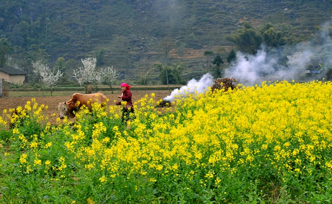 Ngắm nhìn những cánh đồng hoa cải nở rộng trong hành trình tour du lịch Hà Giang